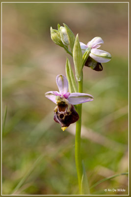 Hommelorchis - Ophrys fuciflora 