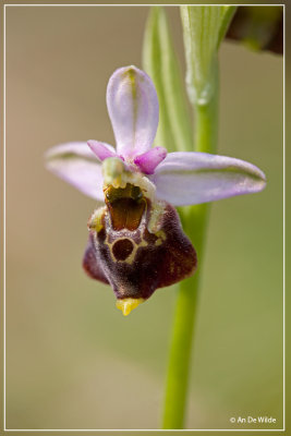 Hommelorchis - Ophrys fuciflora