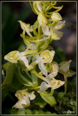 Bergnachtorchis - Platanthera chlorantha