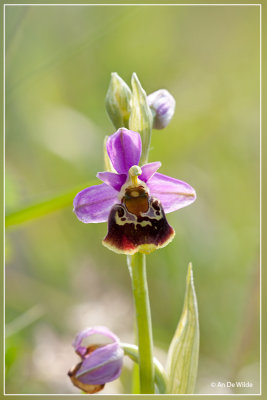 Hommelorchis - Ophrys fuciflora 