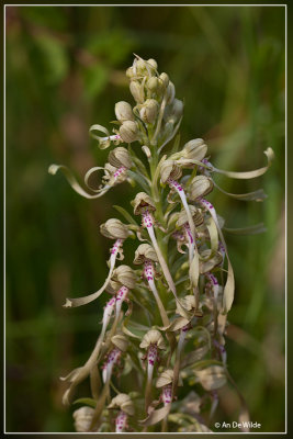 Bokkenorchis - Himantoglossum hircinum