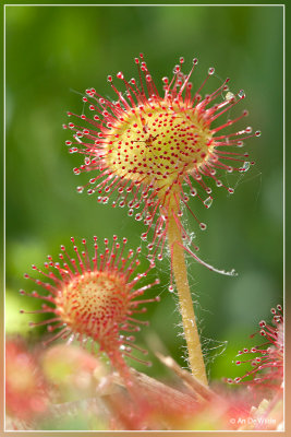 Ronde zonnedauw - Drosera rotundifolia