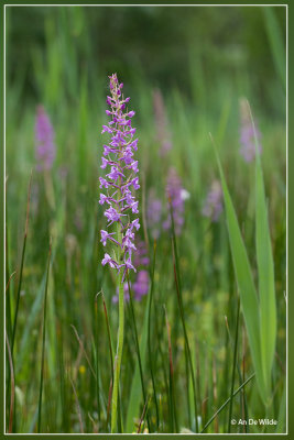 Grote muggenorchis - Gymnadenia conopsea