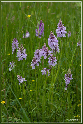 Gevlekte orchis - Dactylorhiza maculata