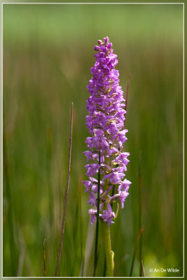 Grote muggenorchis - Gymnadenia conopsea