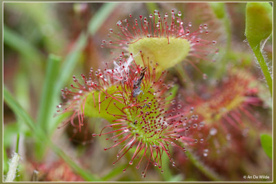 Ronde zonnedauw - Drosera rotundifolia