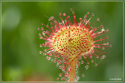 Ronde zonnedauw - Drosera rotundifolia