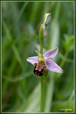 Bijenorchis - Ophrys apifera