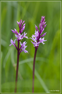 Bosorchis - Dactylorhiza fuchsii