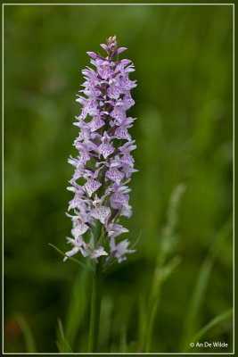 Bosorchis - Dactylorhiza fuchsii