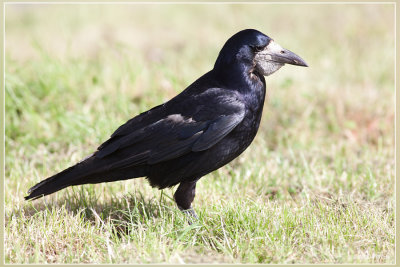 Roek - Corvus frugilegus