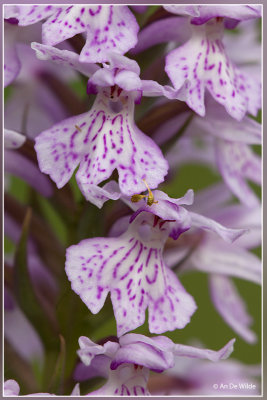 Gevlekte orchis s.l. - Dactylorhiza maculata