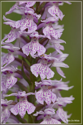Gevlekte orchis s.l. - Dactylorhiza maculata