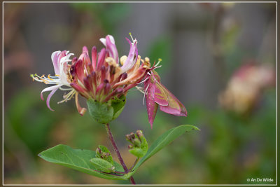 Groot avondrood - Deilephila elpenor