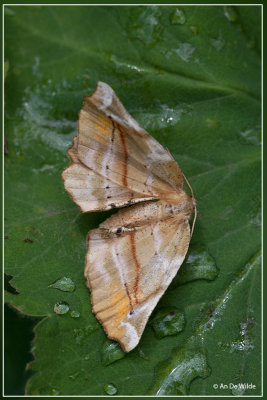 Seringenvlinder - Apeira syringaria 