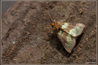 Koperuil - Diachrysia chrysitis