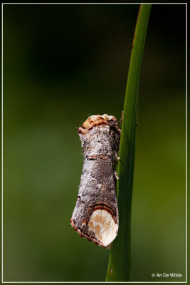 Wapendrager - Phalera bucephala