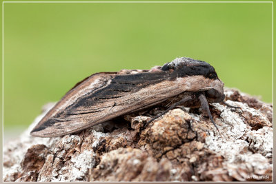 Ligusterpijlstaart - Sphinx ligustri 