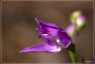 Rood bosvogeltje - Cephalanthera rubra