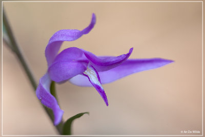 Rood bosvogeltje - Cephalanthera rubra