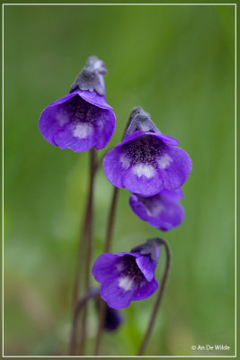 Vetblad - Pinguicula vulgaris