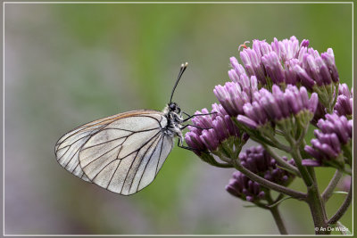 Groot geaderd witje - Aporia crataegi