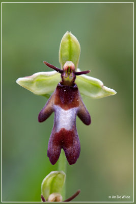 Vliegenorchis - Ophrys insectifera 