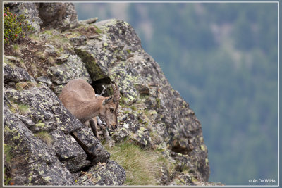 Alpensteenbok - Capra ibex