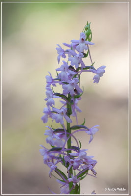 Grote muggenorchis - Gymnadenia conopsea