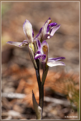 Paarse aspergeorchis - Limodorum abortivum