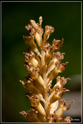 Vogelnestje - Neottia nidus-avis 