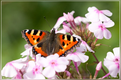 Kleine vos - Aglais urticae