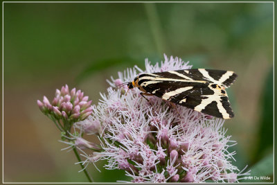 Spaanse vlag - Euplagia quadripunctaria