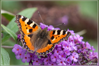 Kleine vos - Aglais urticae