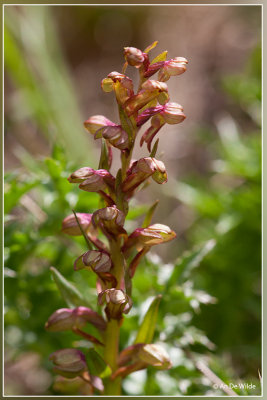 Groene nachtorchis - Dactylorhiza viridis