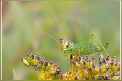 Struiksprinkhaan - Leptophyes punctatissima