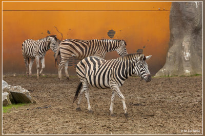 Zebra's @ Olmense Zoo 