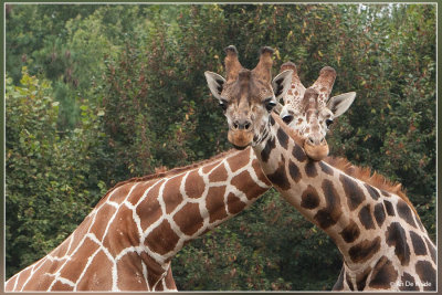 Knuffelige Giraffen @ Olmense Zoo