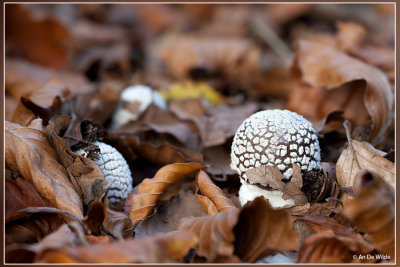 Panteramaniet - Amanita pantherina