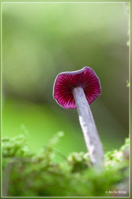 Amethistzwam (rodekoolzwam) -Laccaria amethystina