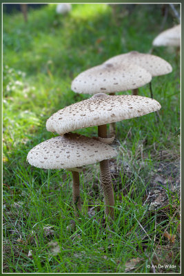 Grote parasolzwam - Macrolepiota procera