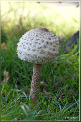 Grote parasolzwam - Macrolepiota procera
