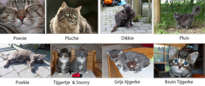 katten.jpg