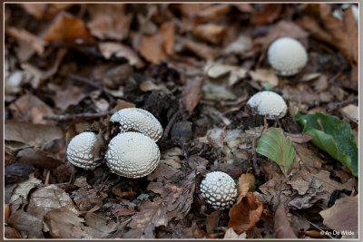 Panteramaniet - Amanita pantherina