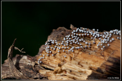 Grijswit kalkkopje - Physarum leucophaeum ?