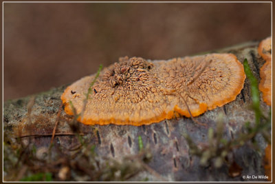 Oranje Aderzwam - Phlebia radiata