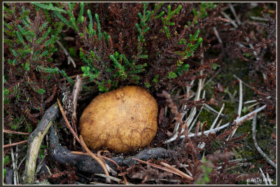 Okerkleurige Vezeltruffel - Rhizopogon luteolus