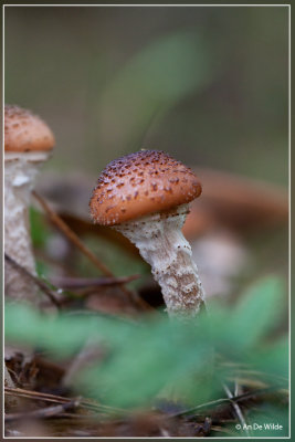 Sombere Honingzwam - Armillaria ostoyae