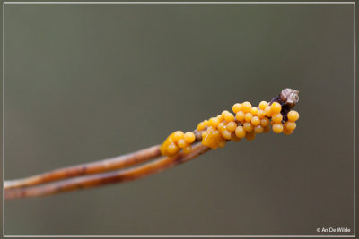 Glanzend Druivenpitje - Leocarpus fragilis