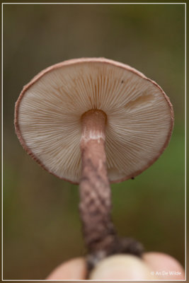 Purperbruine Parasolzwam - Lepiota fuscovinacea